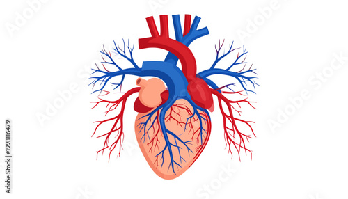 Anatomy of the human heart, a detailed illustration of the circulatory system, showing arteries and veins
