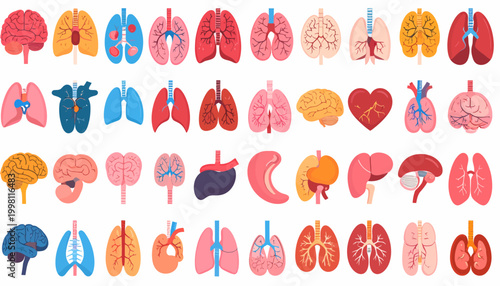 An extensive set of isolated human organ illustrations, depicting vital anatomical structures with a modern flat design for medical education and biological concepts