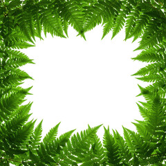 Lush green fern frame border isolated on transparent background