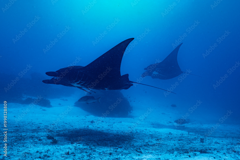 Fototapeta premium Mobula alfredi in the Blue — Raja Ampat, Indonesia