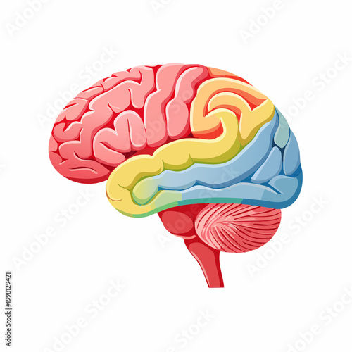 Illustration of the Human Brain with Lobes Highlighted