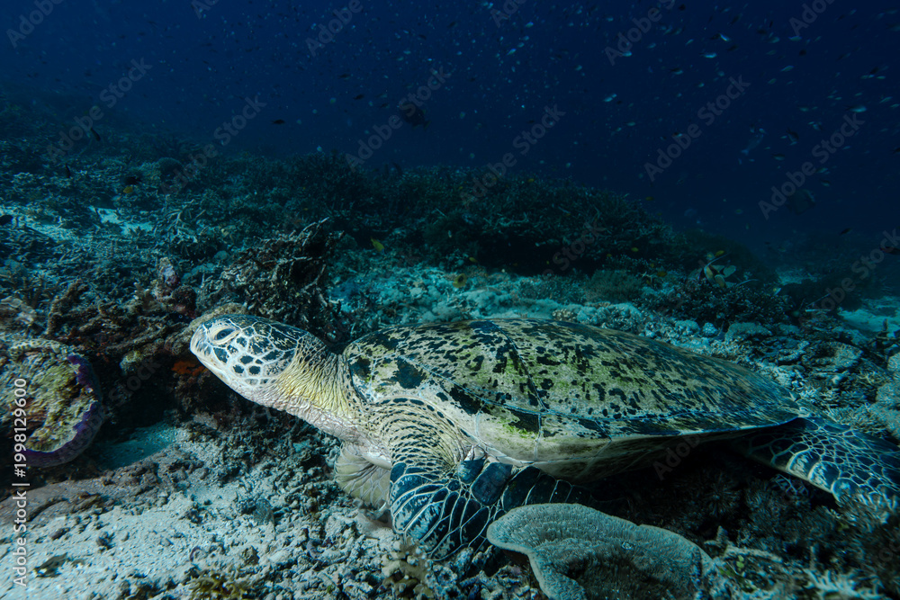 Fototapeta premium Chelonia mydas at Rest — Raja Ampat, Indonesia