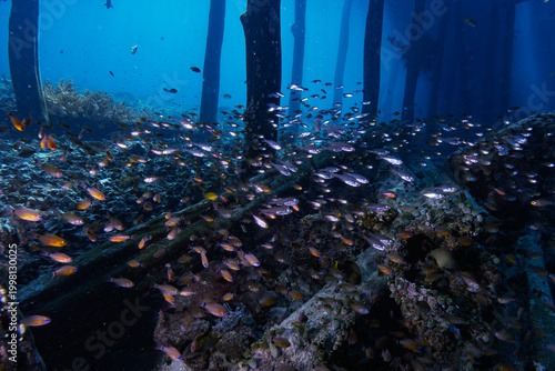 Fotografía A dense school of silver fish congregates beneath a coastal jetty, forming a reflective, shifting mass in the shaded water