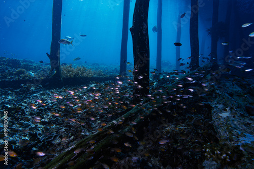 Cuadro en lienzo A dense school of silver fish congregates beneath a coastal jetty, forming a reflective, shifting mass in the shaded water