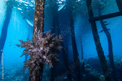 Foto Soft Coral Colonizing Jetty Pillar in Tropical Coastal Waters