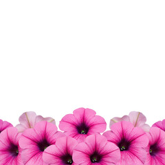 Pink petunia flowers border isolated on transparent background