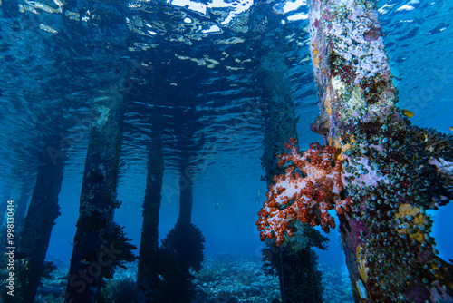 Soft Coral Colonizing Jetty Pillar in Tropical Coastal Waters