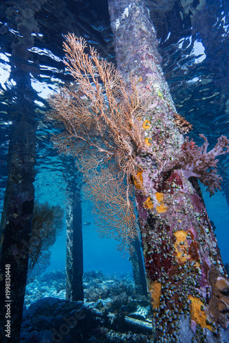Schilderij op canvas Soft Coral Colonizing Jetty Pillar in Tropical Coastal Waters
