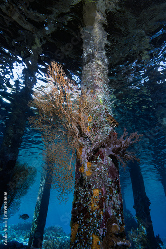 Soft Coral Colonizing Jetty Pillar in Tropical Coastal Waters