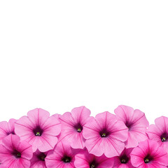 Pink petunia flowers border isolated on transparent background