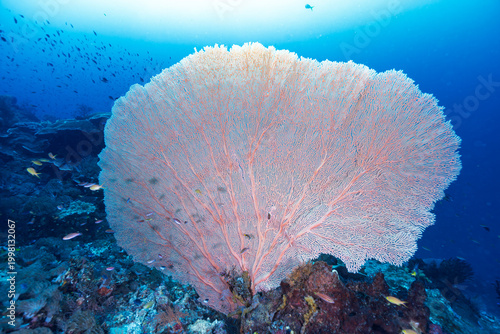 High-Biodiversity Coral Reef with Gorgonians and Soft Coral Assemblages