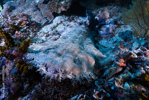 Tasselled Wobbegong Eucrossorhinus dasypogon