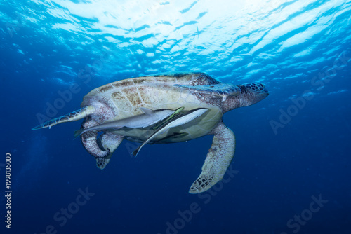 Chelonia mydas swimming — Raja Ampat, Indonesia