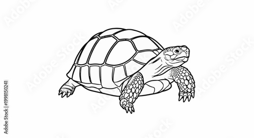Line art illustration of a tortoise with detailed shell and skin texture