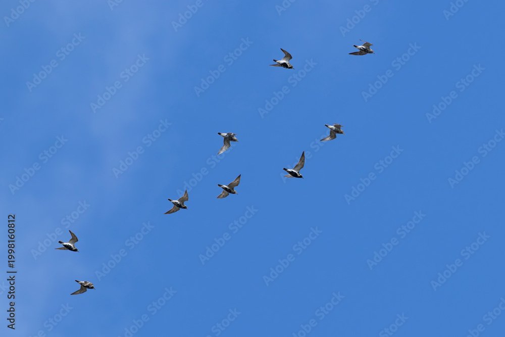 Fototapeta premium flock of European golden plover (Pluvialis apricaria) in flight, partly in full breeding plumage, found at Texel in the Netherlands