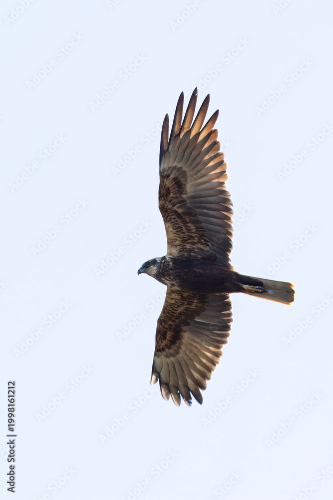 Obraz premium adult female western marsh harrier (Circus aeruginosus) in flight, found at Texel in the Netherlands