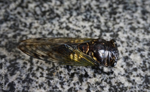 cicada resting on a speckled stone-like surface. The insect’s dark body with yellowish markings and transparent wings 