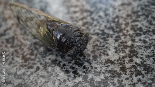 cicada resting on a speckled stone-like surface. The insect’s dark body with yellowish markings and transparent wings 