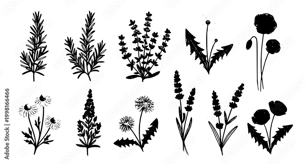 Fototapeta premium Botanical illustration a collection of hand drawn wildflowers and herbaceous plants