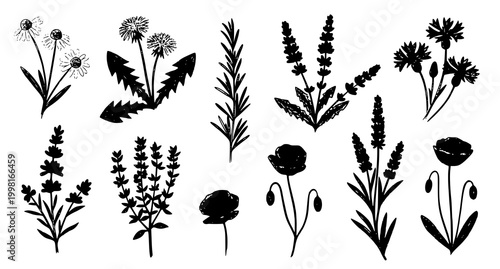Botanical illustration a collection of hand drawn wildflowers and foliage