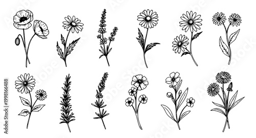 Botanical illustration a collection of delicate wildflowers and foliage