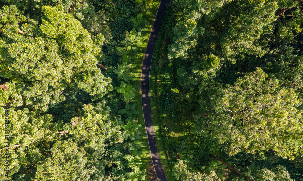 Fototapeta premium Aerial View of Road in Tropical Jungle at Morning, Scenic Nature from Above