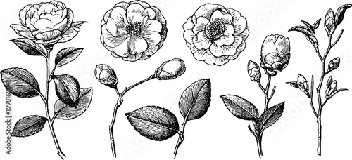 Vintage engraved camellia stems and buds clipart collection with leaves and blossoms for botanical prints, wallpaper and wedding design