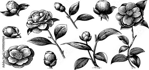 Vintage engraved camellia branch and blossom sheet with leaves and buds for botanical pattern and background design
