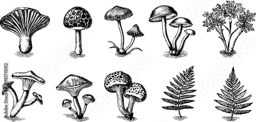 Vintage engraved mushroom and fern clipart sheet with chanterelle and bolete botanical elements for botanical labels and packaging design