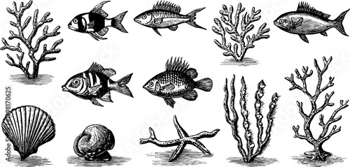 Vintage engraved marine clipart sheet of fish coral shells and starfish with seaweed elements for nautical design background and pattern