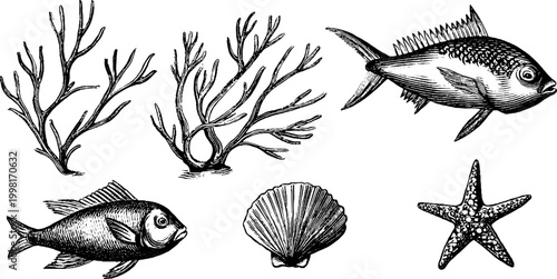 Vintage engraved fish and coral branch clipart sheet with shell and starfish for nautical background and decorative elements