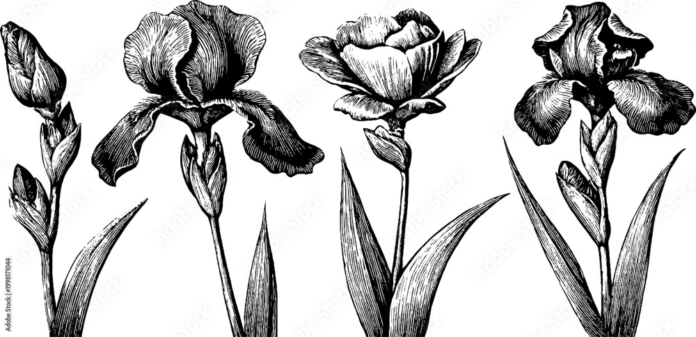 Obraz premium Vintage engraved iris flower and bud clipart set with sword leaves for botanical background and floral design