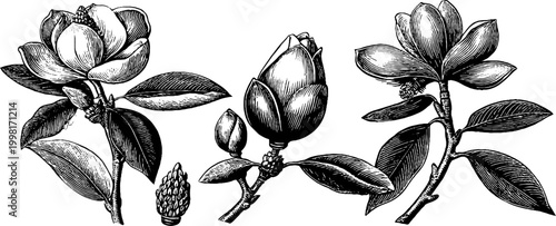 Vintage engraved magnolia blossoms and buds branch sheet with leaves and detailed linework for floral design and botanical background elements