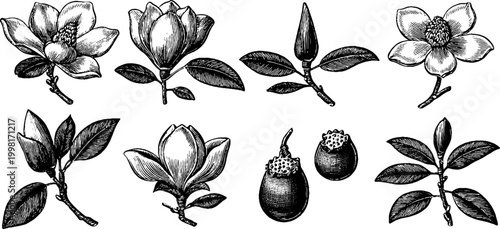 Vintage engraved collection of magnolia buds blossoms and seed pods arranged as botanical elements for stationery design and decorative accents