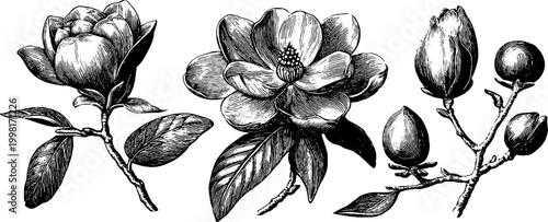 Vintage engraved magnolia flower and bud sprigs with leaves and detailed shading for floral design assets and ornamental background usage
