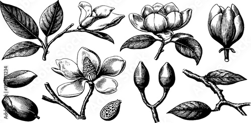 Vintage engraved magnolia botanical elements clipart sheet with blossoms branches buds and seeds for design background pattern and botanical layout