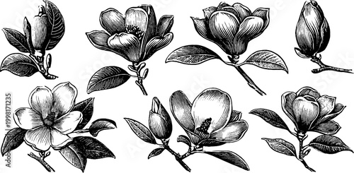 Vintage engraved magnolia flower clipart sheet with assorted blossoms buds and leaves for design background banner and floral pattern
