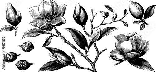 Vintage engraved magnolia garland pieces with buds flowers leaves and seeds for design background border pattern and decorative botanical layout