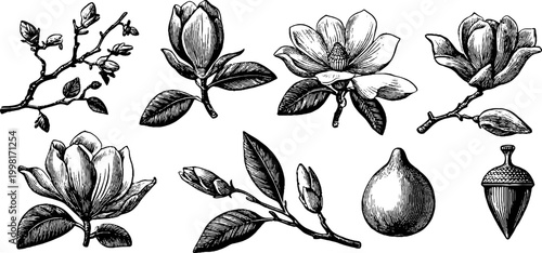 Vintage engraved magnolia elements sheet with blossoms branches buds acorn and decorative botanical pieces for design, cards, labels, banner and printable crafts