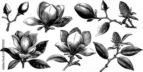 Vintage engraved magnolia garland pieces sheet with botanical floral elements for design, wedding stationery, background, banner and printable craft