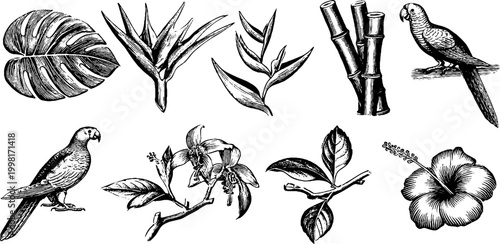Vintage engraved tropical leaves birds bamboo and hibiscus elements for botanical poster and surface pattern design