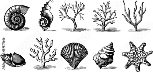 Vintage engraved nautilus shells coral and starfish sheet with scallop conch and seaweed for retro background and design elements