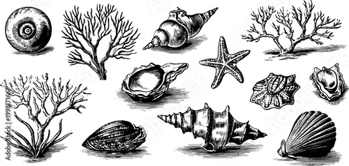 Vintage engraved nautilus shells and pearl clipart sheet with seashells and coral for decorative design background and poster
