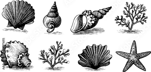 Vintage engraved seashell and coral clipart sheet with starfish and scallop for decorative design background and poster