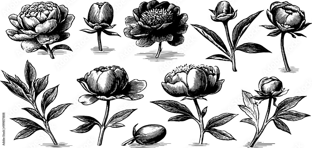 Fototapeta premium Vintage engraved peony elements clipart sheet with multiple buds and open blooms for floral design background poster and surface pattern