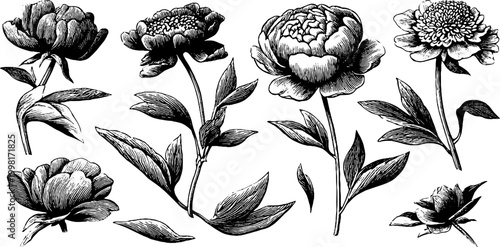 Vintage engraved peony stems and open blooms clipart sheet with leaves and side buds for floral design background poster and surface pattern