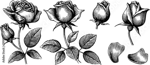 Vintage engraved rose sheet with open blooms and closed buds for botanical design and decorative typography and craft projects