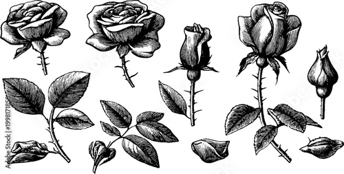 Vintage engraved rose sheet with open blooms stems and closed buds for botanical design elements and decorative typography projects