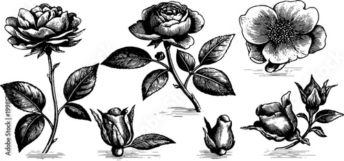 Vintage engraved rose sheet with open blooms buds branches and single petals for botanical design accents and decorative typography layouts