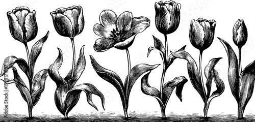 Vintage engraved tulip clipart sheet with assorted open blooms and narrow buds botanical engravings for design background and decorative borders